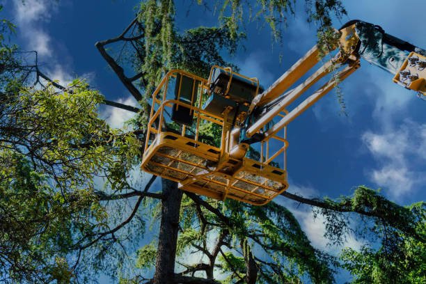 Professional Tree Services in Waite Park, MN